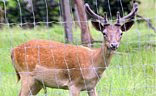 There's a deer on the loose on the Bruce There's a deer on the loose on the Bruce